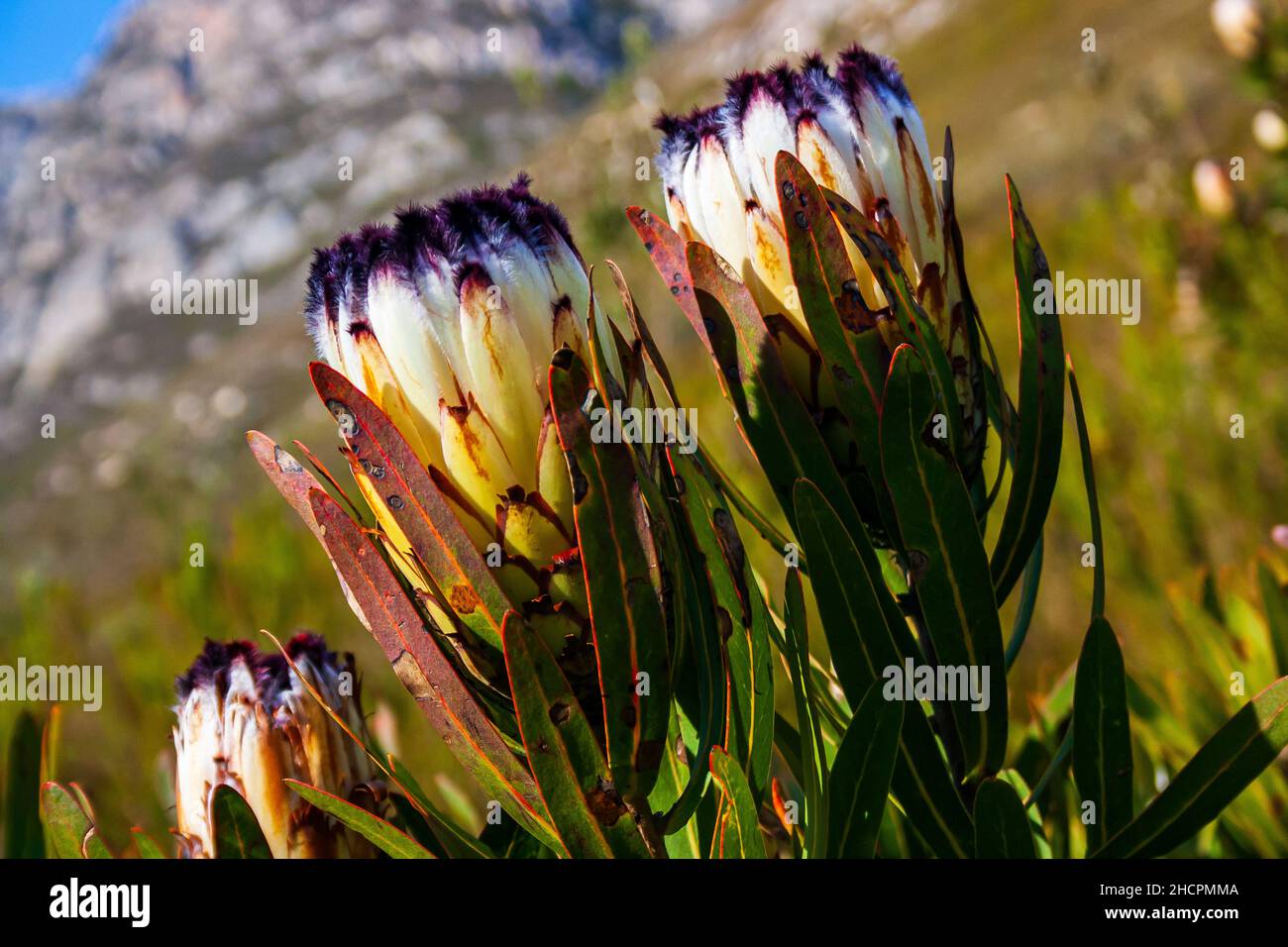 Closeup shot of growing Protea shrub in Western Cape Stock Photo