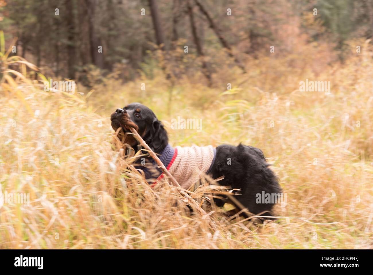 Curated visual reference: Risks Associated With Dogs Eating Dead Grass Dry Reference: Dog In Dry Grass Hi Res Stock Photography And Images