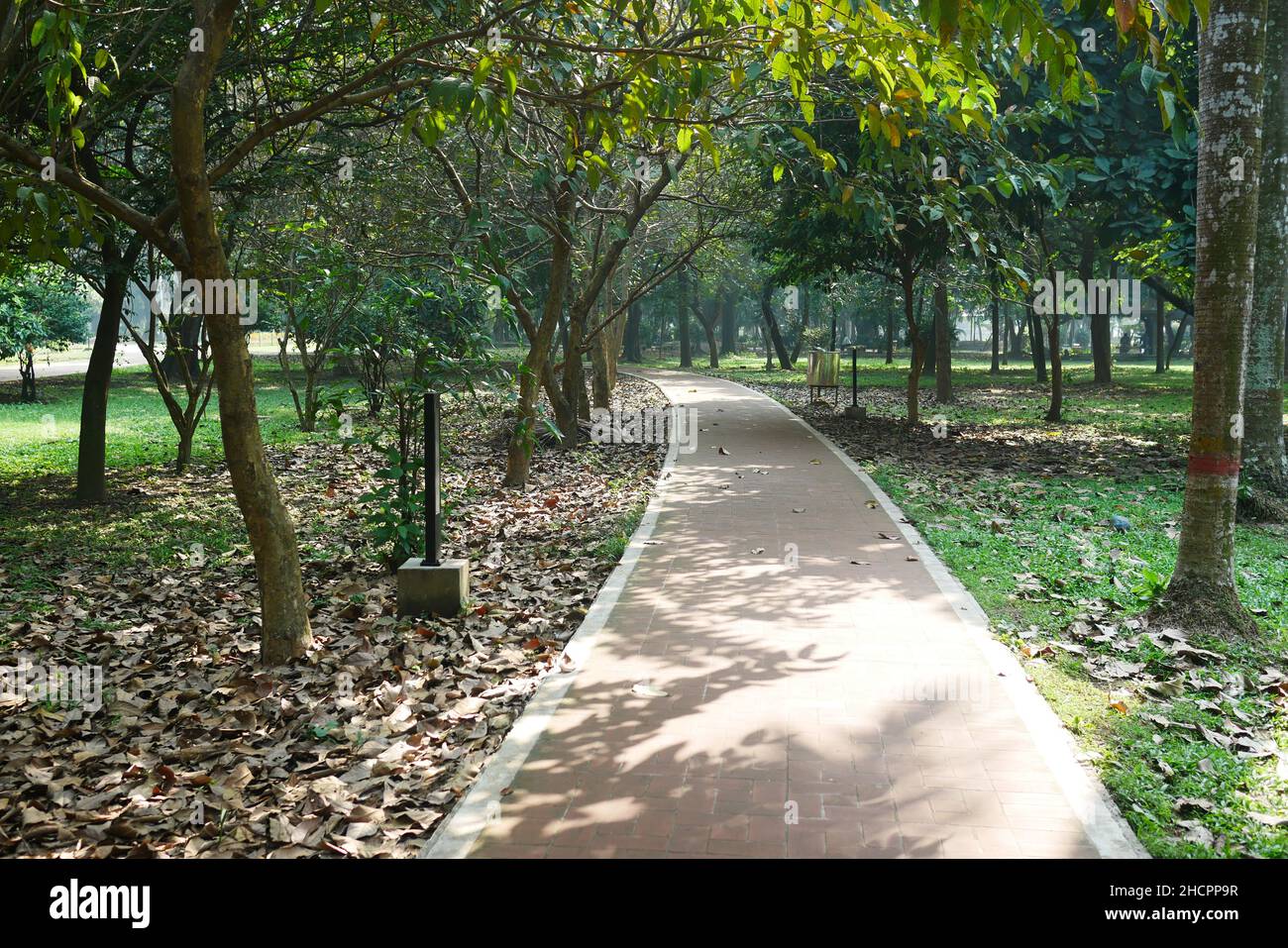 fallen dry leaves on ground close up Stock Photo