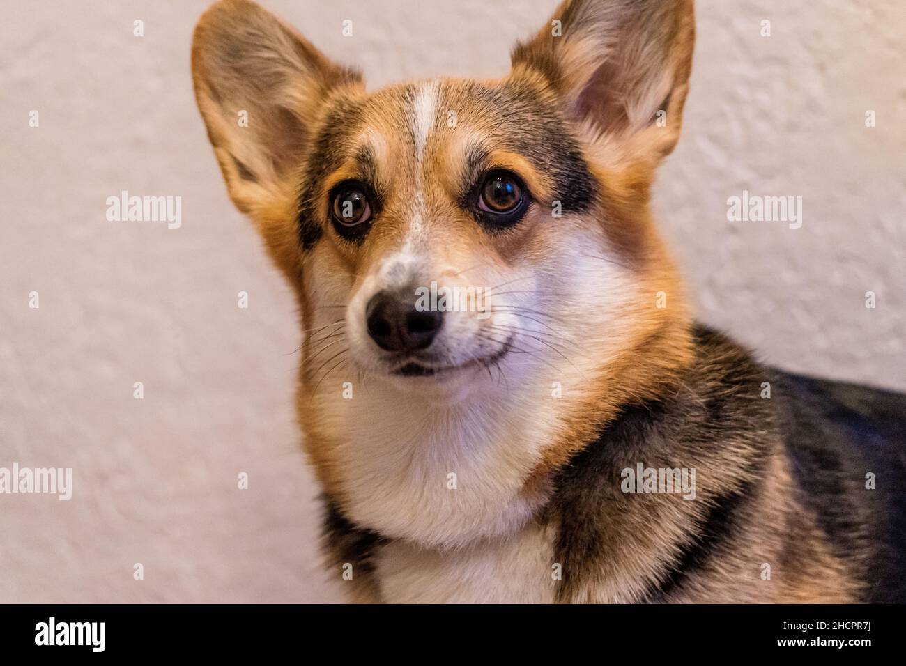 Adorable dog of Welsh Corgi Pembroke breed in front view staring with interest Stock Photo