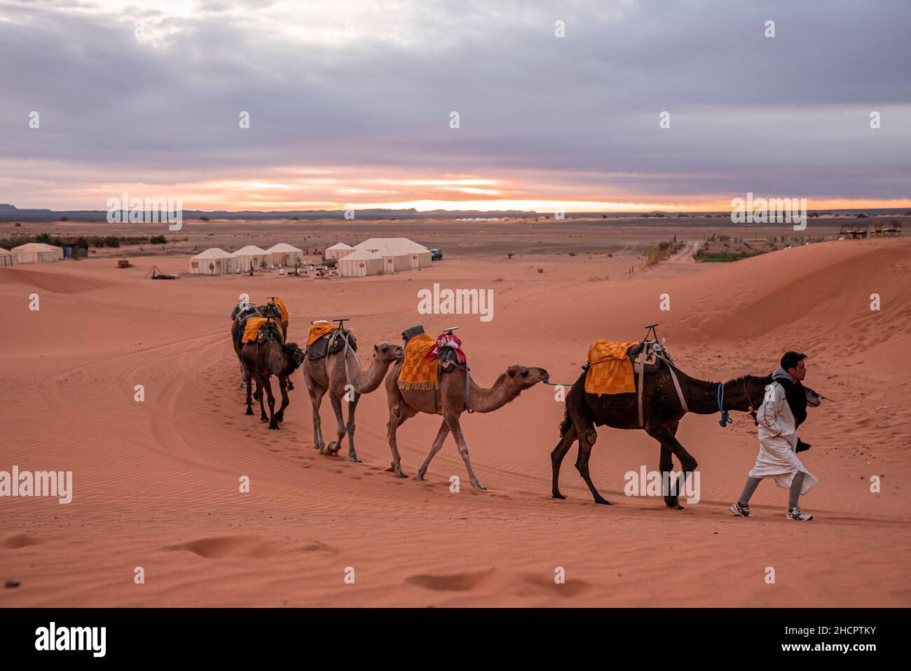 Bedouin leads caravan of camels through the sand dune in desert Stock Photo