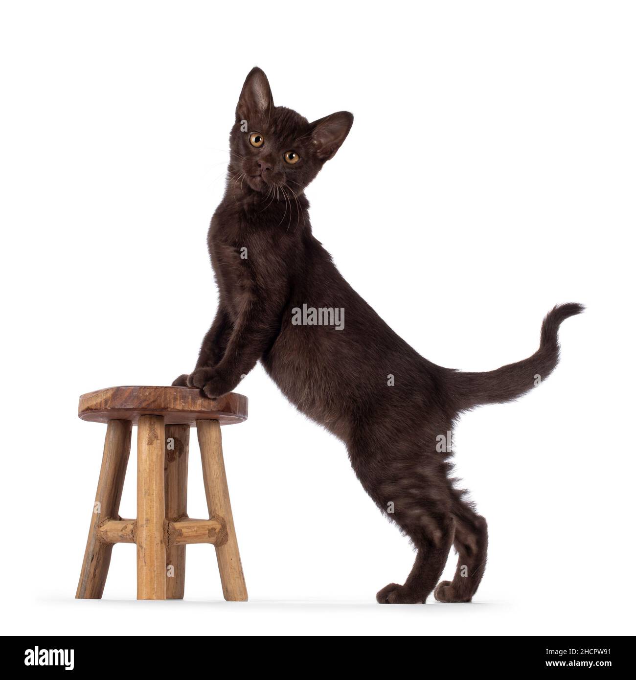 Adorable dark brown Burmse cat kitten, standing side ways with paws on
