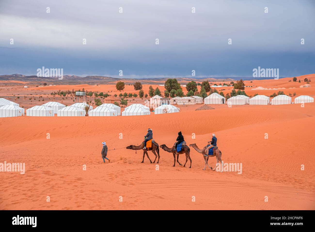 Bedouin leads caravan of camels with tourists through the sand in desert Stock Photo