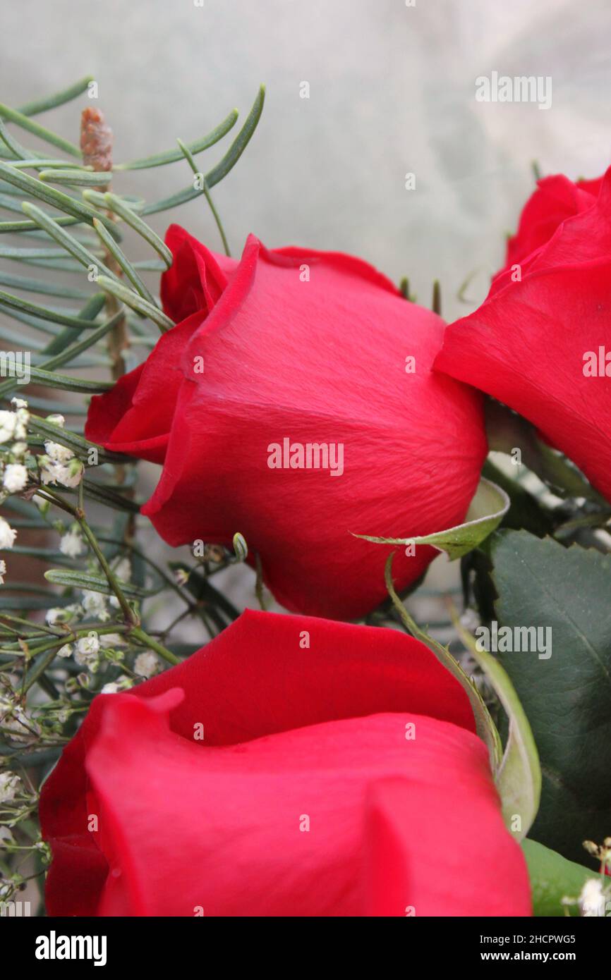 Beautiful bright red roses in full bloom as a gift for that someone ...