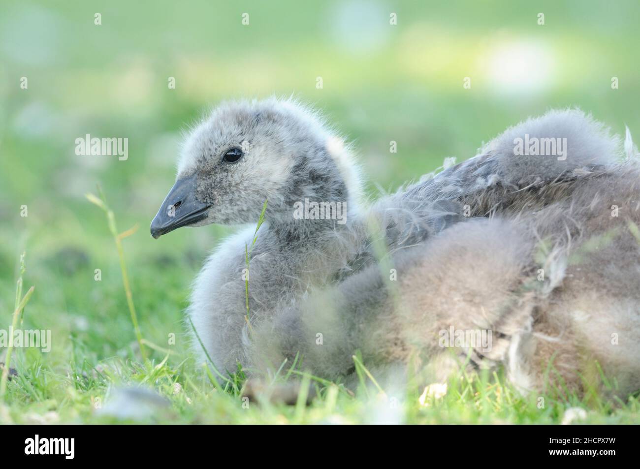 Barnacle goose gosling, Branta leucopsis, Holkham Hall, Norfolk Stock Photo