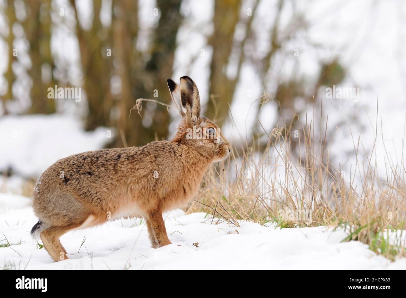 Brown Hare, Lepus europaeus, Norfolk, snow, Winter Stock Photo