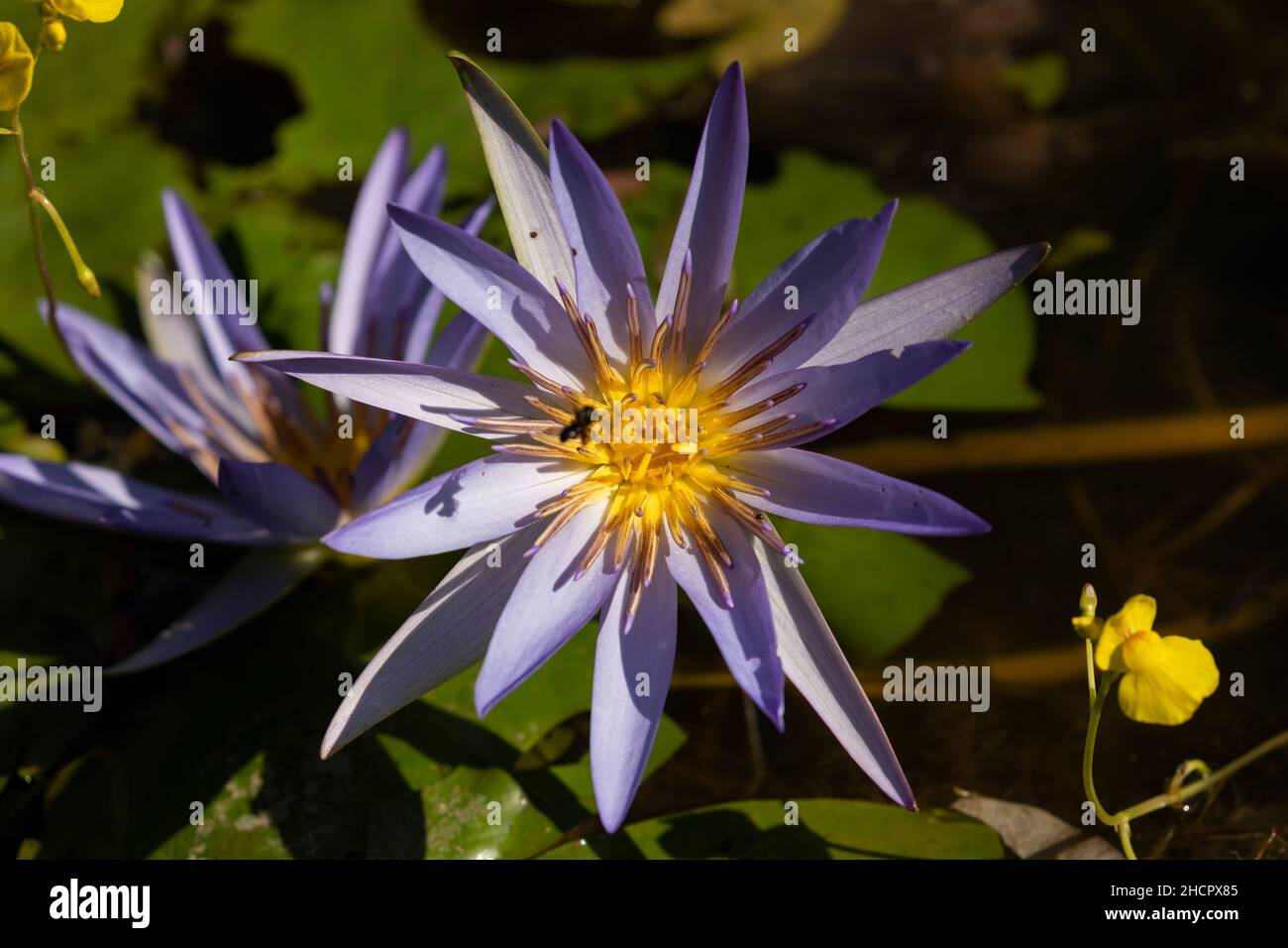 Purple flower of the Nymphaea nouchali species, or water lily, about to be pollinated by a bee