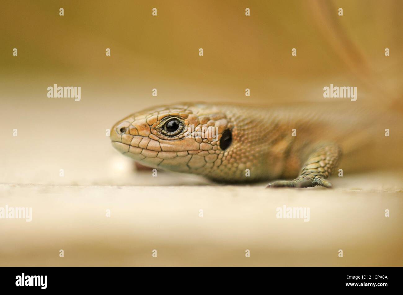 Common Lizard, Zootoca vivipara, close up, Strumpshaw Fen, RSPB Stock Photo