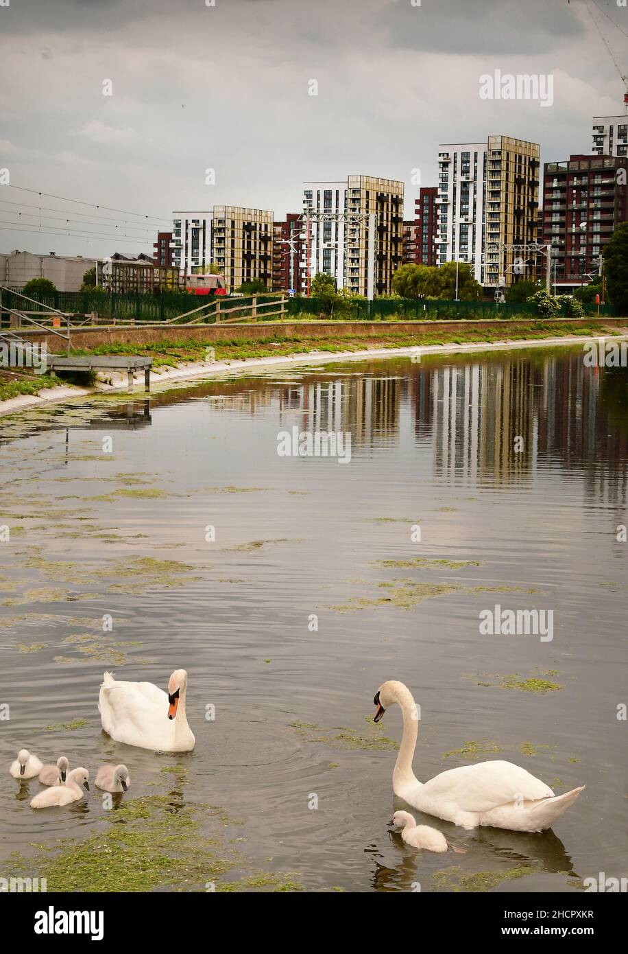 Family of Swans in the Urban Walthamstow Wetlands Parks, London, UK Stock Photo