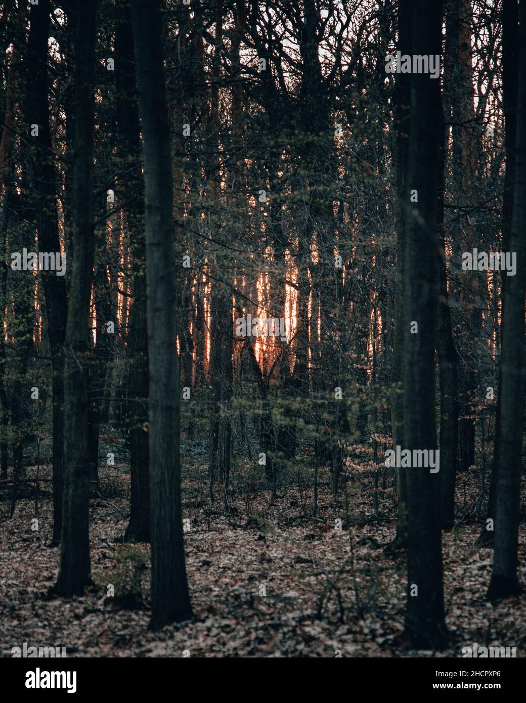 Beautiful shot lush forest hi-res stock photography and images - Alamy