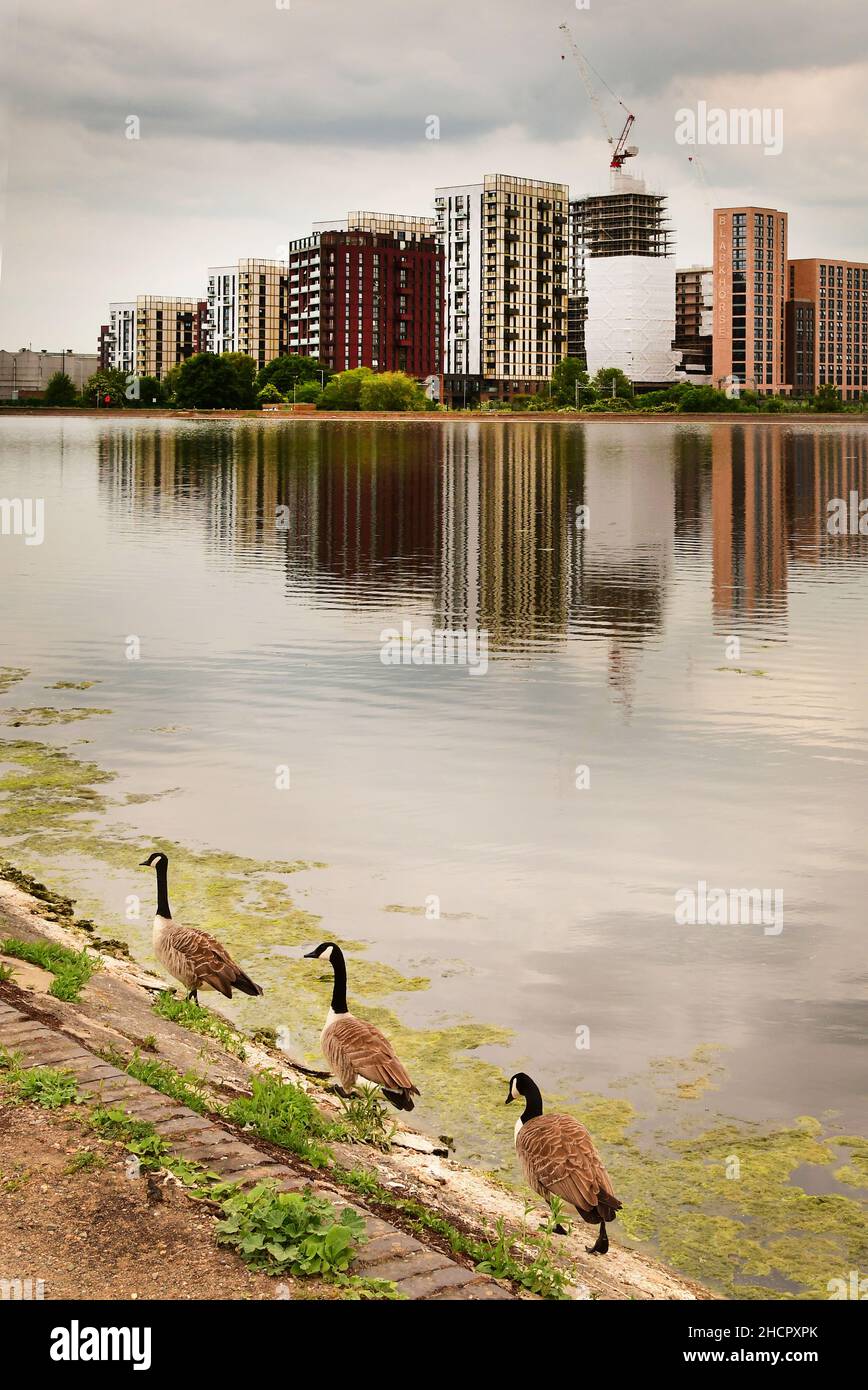 Three Geese in the Urban Walthamstow Wetlands Parks, London, UK Stock Photo