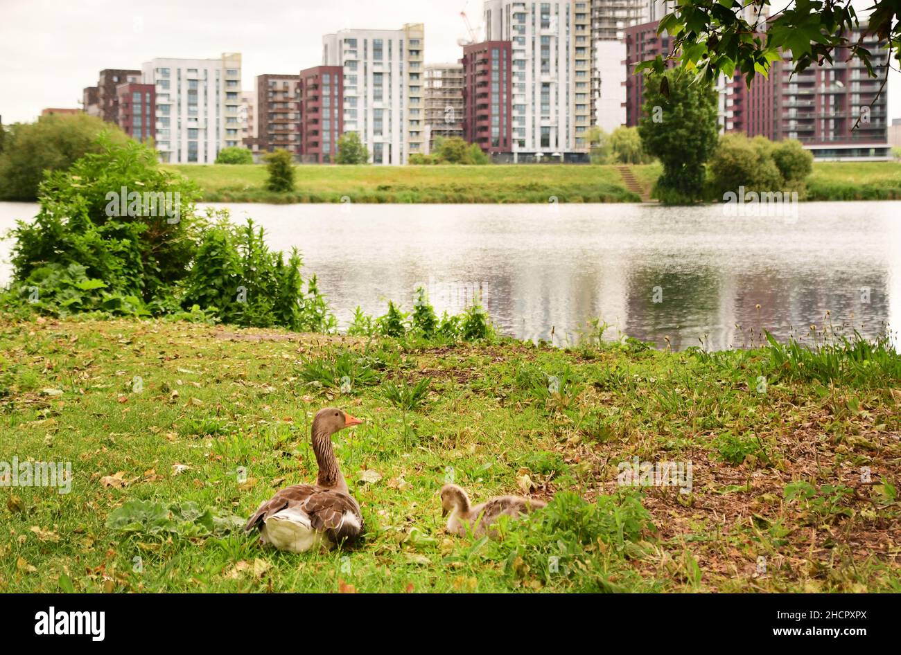 Geese in the Urban Walthamstow Wetlands Parks, London, UK Stock Photo