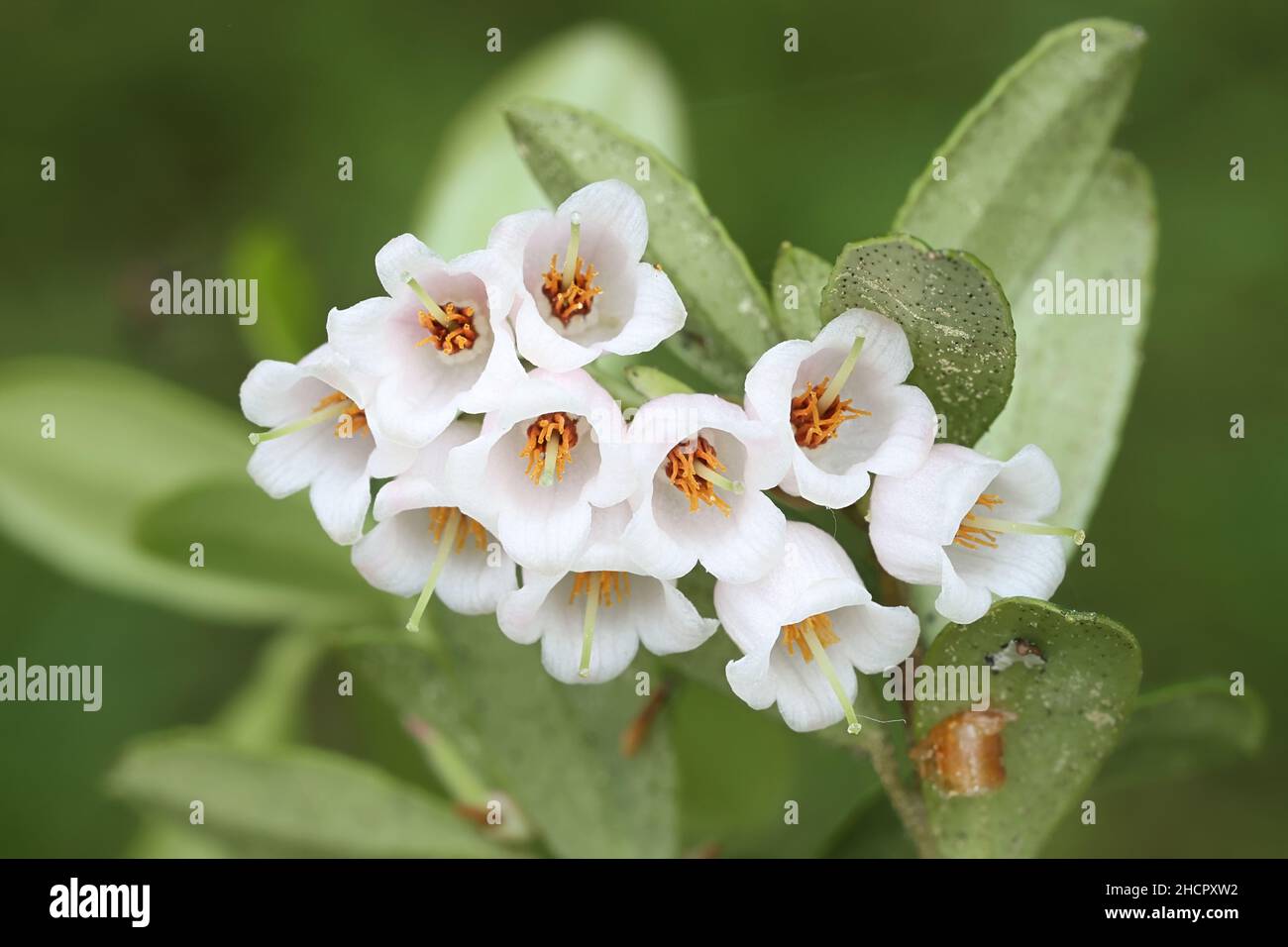 Vaccinium vitis-idaea, flowers of cowberry, edible wild berry plant from Finland Stock Photo