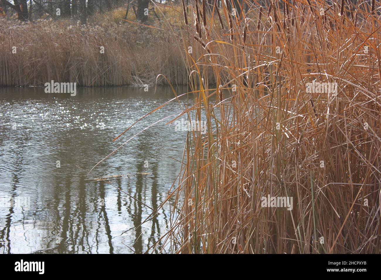 Wild golden reeds growing on the lake front Stock Photo - Alamy
