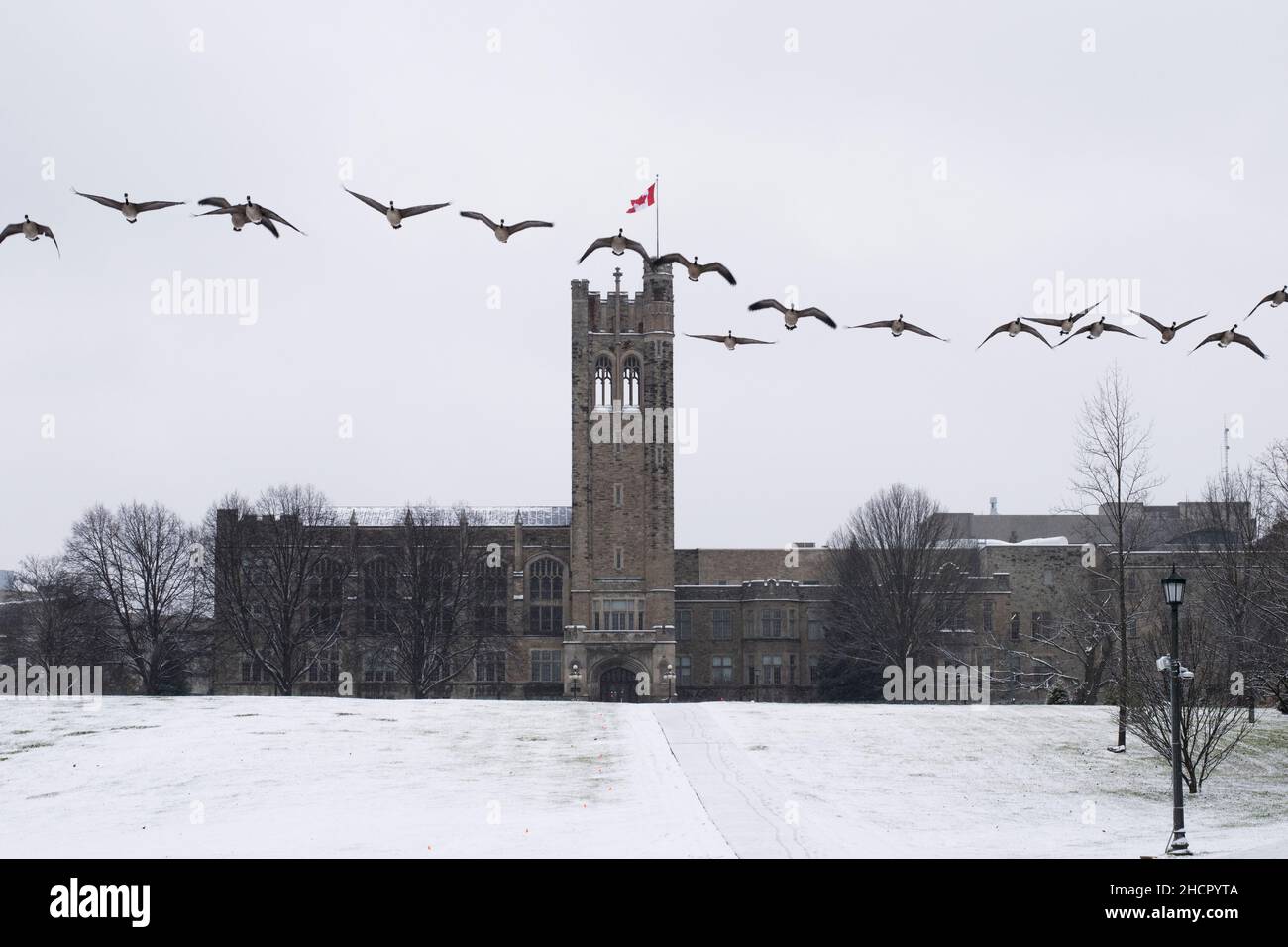 Canadian geese flying in the winter Stock Photo Alamy