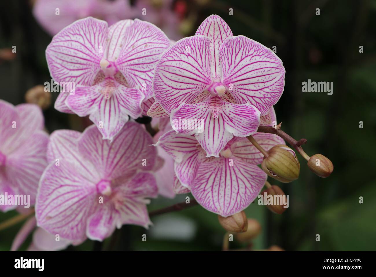 white pink striped phalaenopsis orchid flowers close up Stock Photo