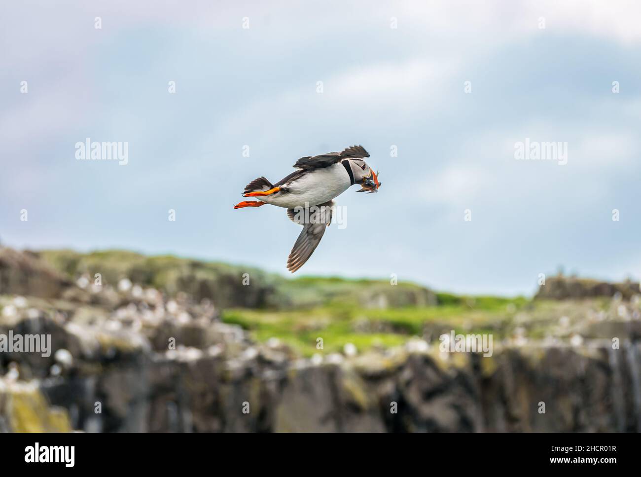 Puffin, Fratercula arctica, flying with sand eels in its beak, Isle of May, Scotland, UK Stock Photo