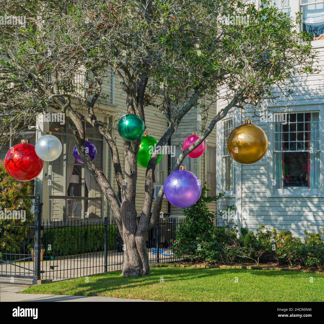 NEW ORLEANS, LA, USA - DECEMBER 30, 2021: Huge Christmas tree ornaments displayed on a wax myrtle tree in Uptown Neighborhood Stock Photo