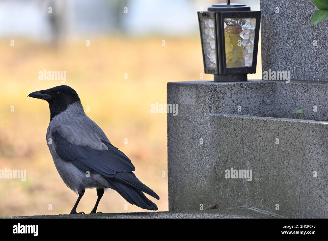 Vienna, Austria.The Vienna Central Cemetery. Crow (Corvus) at the Central Cemetery Stock Photo