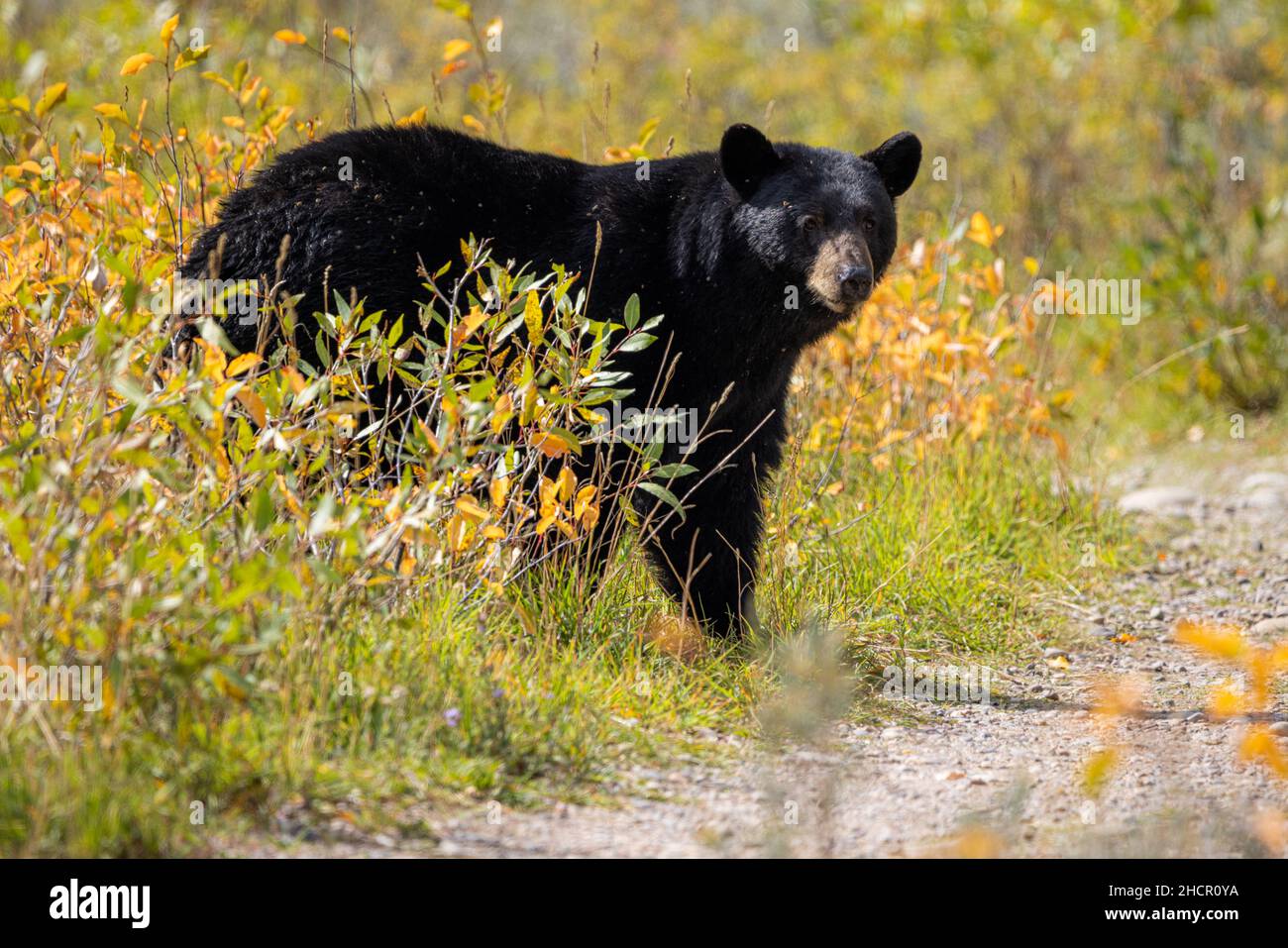Black bear walking hi-res stock photography and images - Alamy