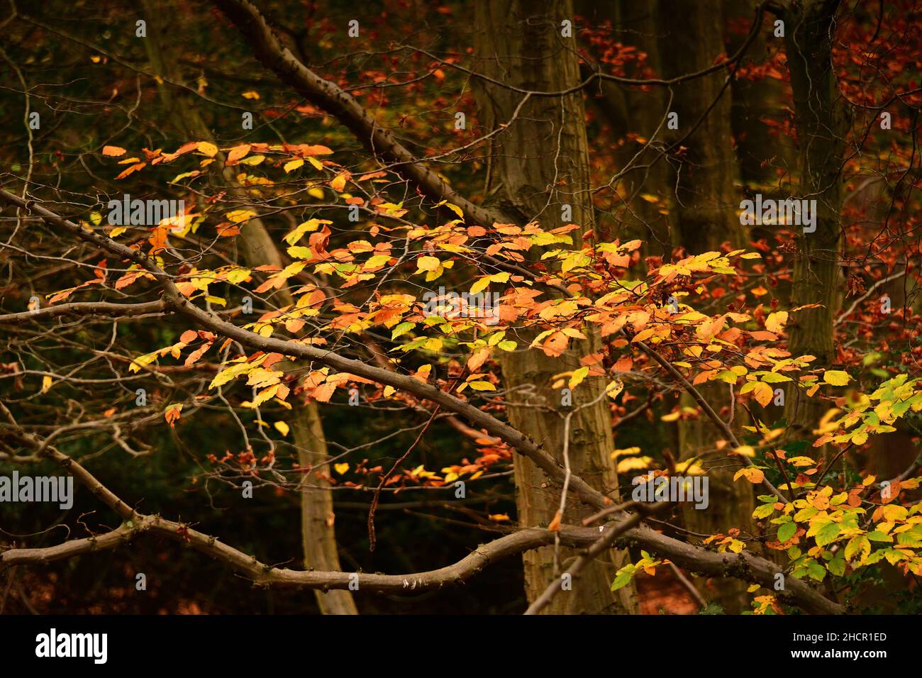 Golden leaves trees in autumn hi-res stock photography and images - Alamy