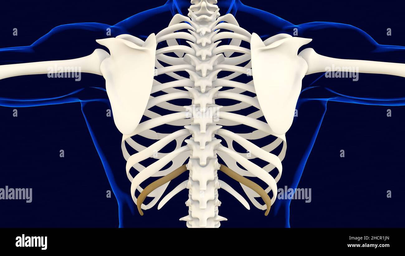Eleventh bone of Rib cage Anatomy for medical concept 3D Illustration