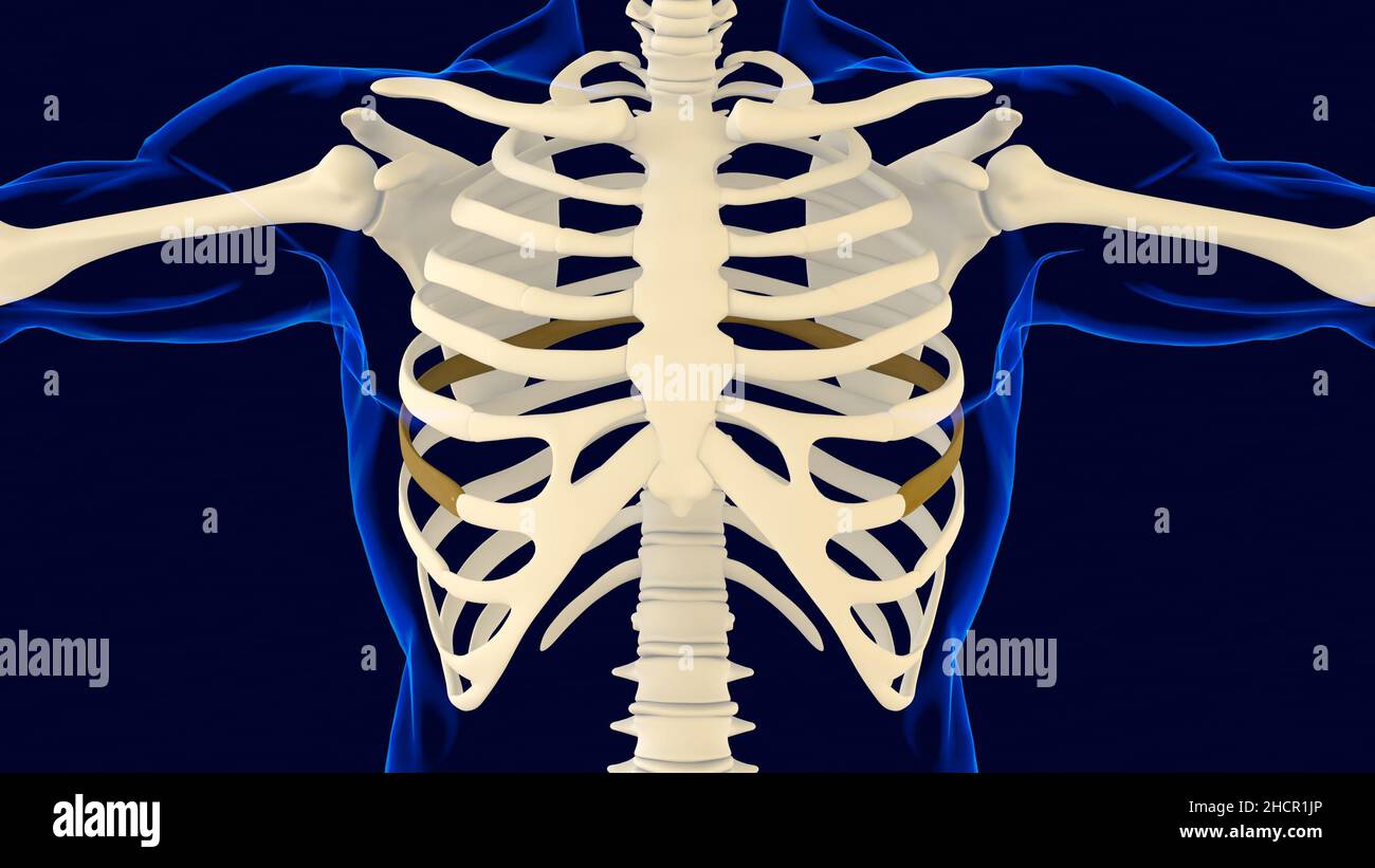 Seventh bone of Rib cage Anatomy for medical concept 3D Illustration