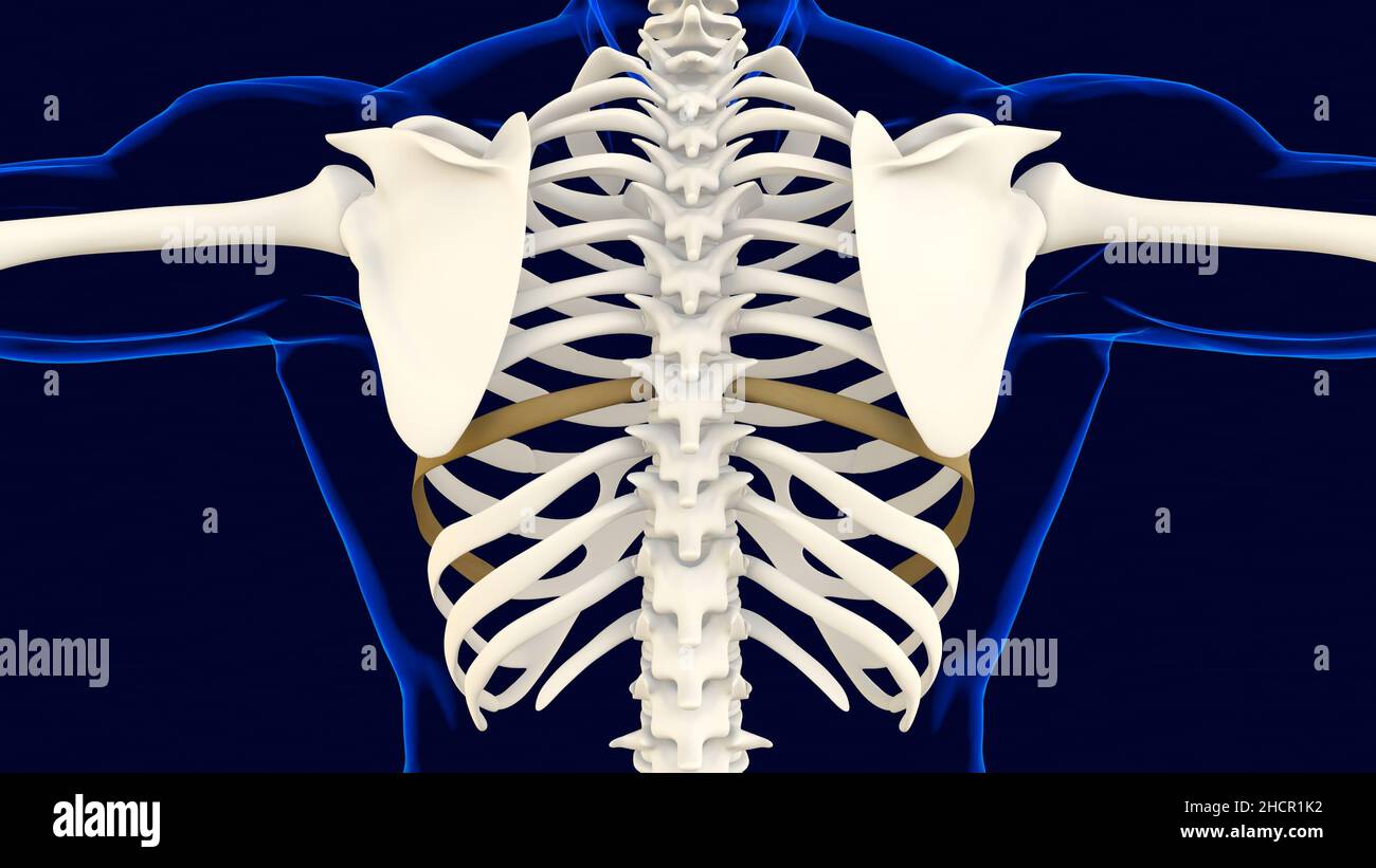 Eighth rib hires stock photography and images Alamy