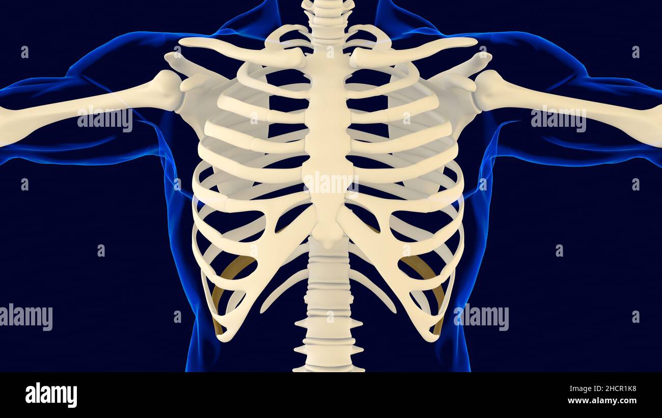 Tenth bone of Rib cage Anatomy for medical concept 3D Illustration ...