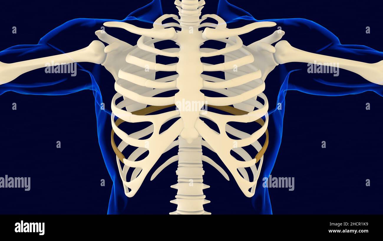 Eighth bone of Rib cage Anatomy for medical concept 3D Illustration Stock Photo Alamy