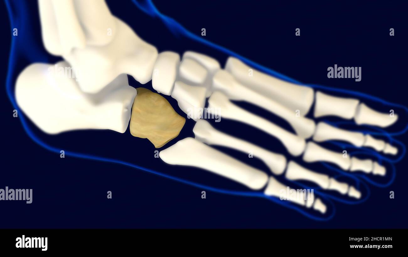 Cuboid Foot bone Anatomy for medical concept 3D Illustration Stock
