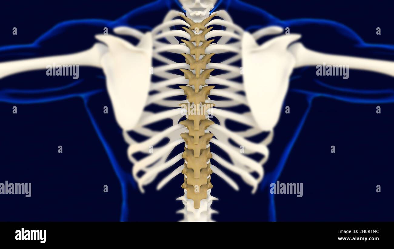 Thoracic Vertebrae Anatomy for medical concept 3D Illustration Stock ...