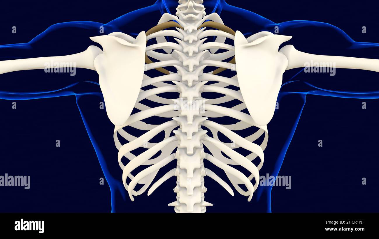 Second bone of Rib cage Anatomy for medical concept 3D Illustration ...