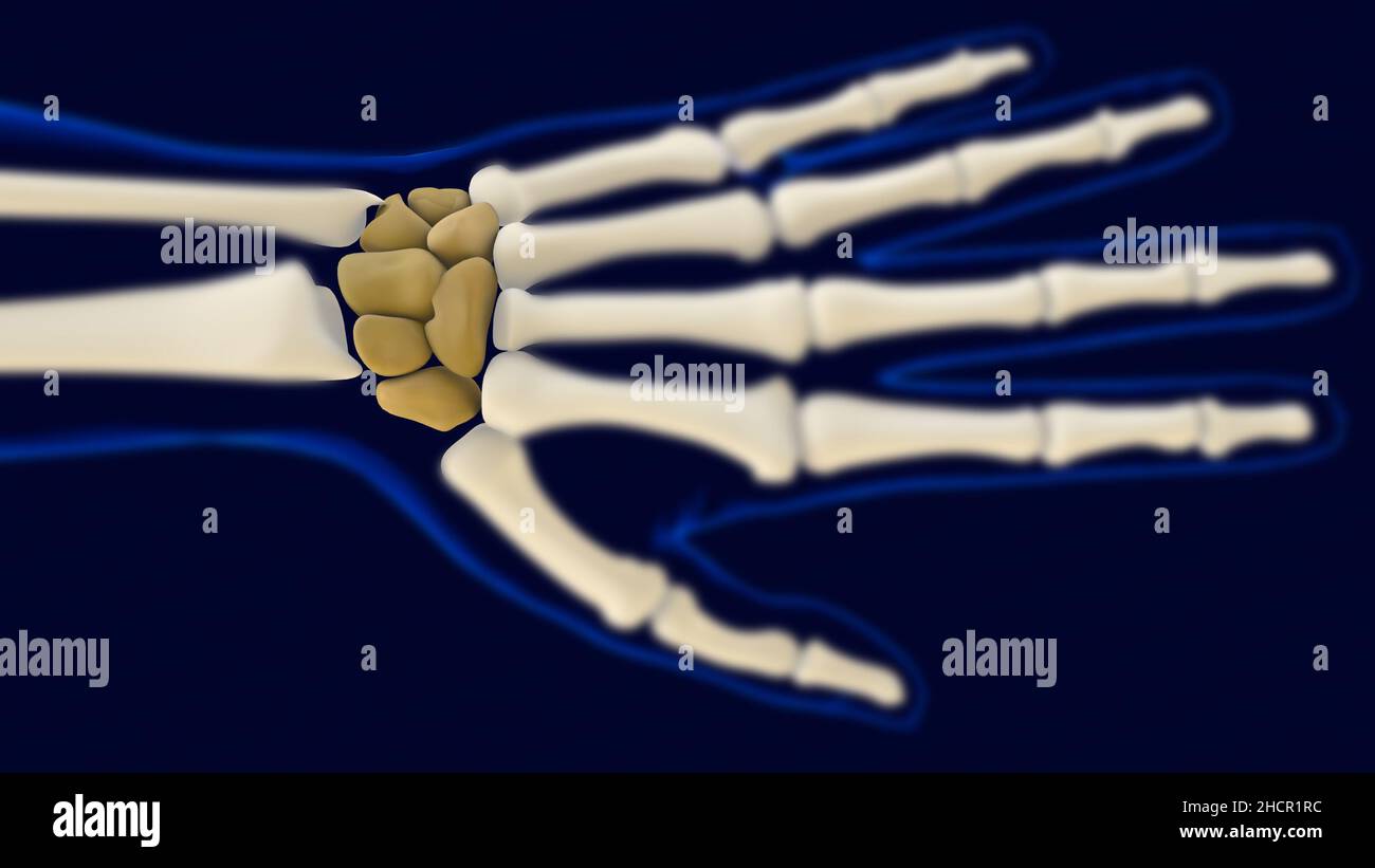 Hand Wrist Carpals Bones Anatomy For Medical Concept 3D Illustration ...