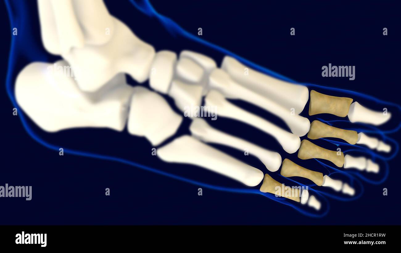 Proximal Phalanges foot bones Anatomy 3D Rendering For Medical Concept Stock Photo