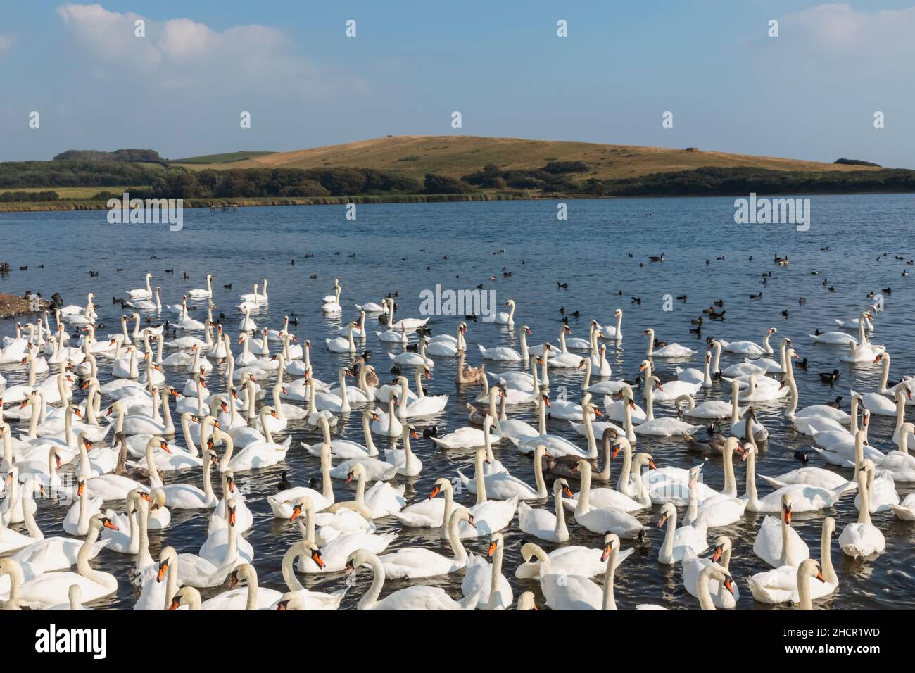 England, Dorset, Abbotsbury, A Bevy of Mute Swans at Abbotsbury Swannery Stock Photo
