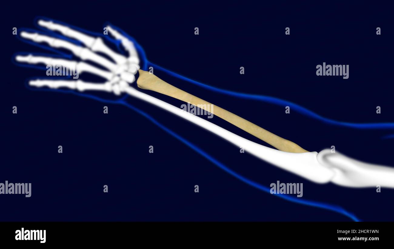 Radius Bone Human skeleton anatomy 3D Rendering For Medical Concept