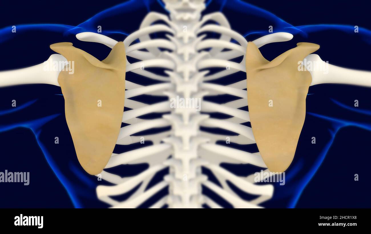 Scapula Bone anatomy Human skeleton 3D Rendering For Medical Concept ...