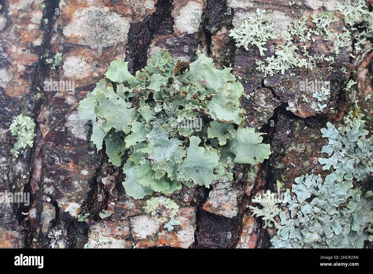 Platismatia glauca, commonly known as ragbag lichen or varied rag lichen Stock Photo