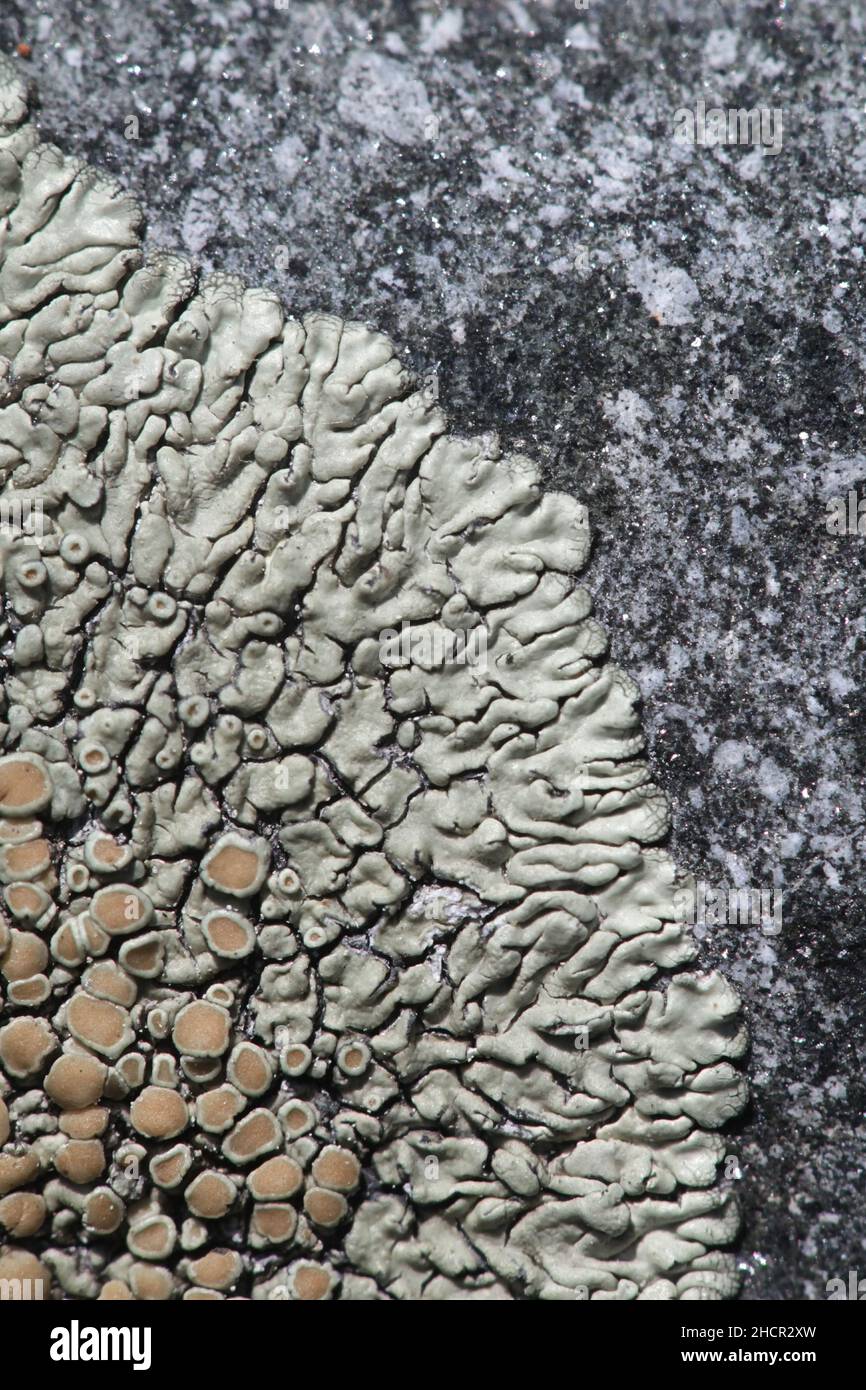 Lecanora muralis, also called Protoparmeliopsis muralis, commonly known as stonewall rim lichen Stock Photo