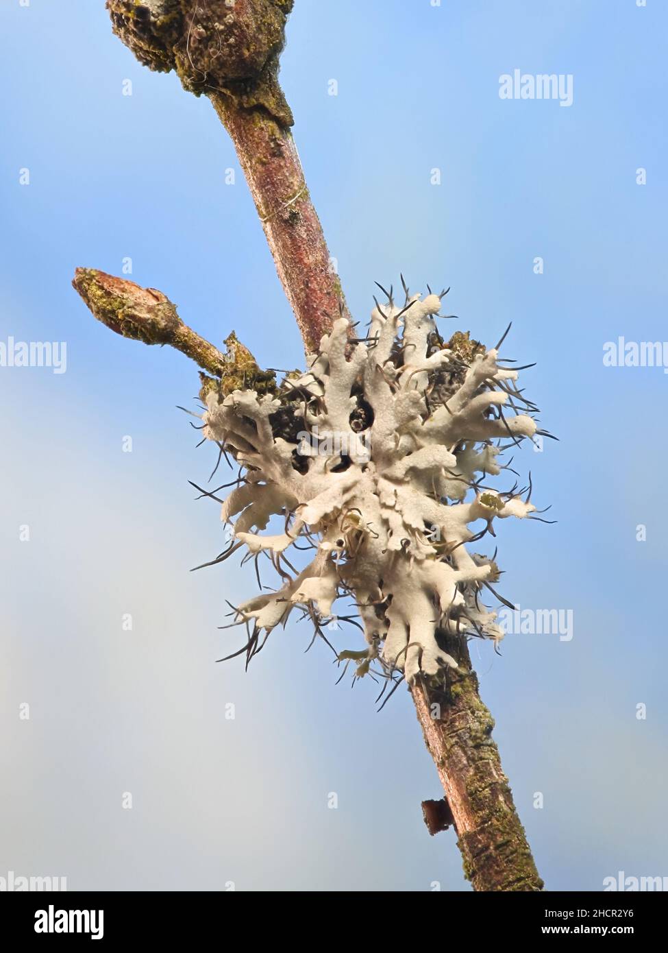 Physcia tenella, known as Fringed rosette lichen Stock Photo
