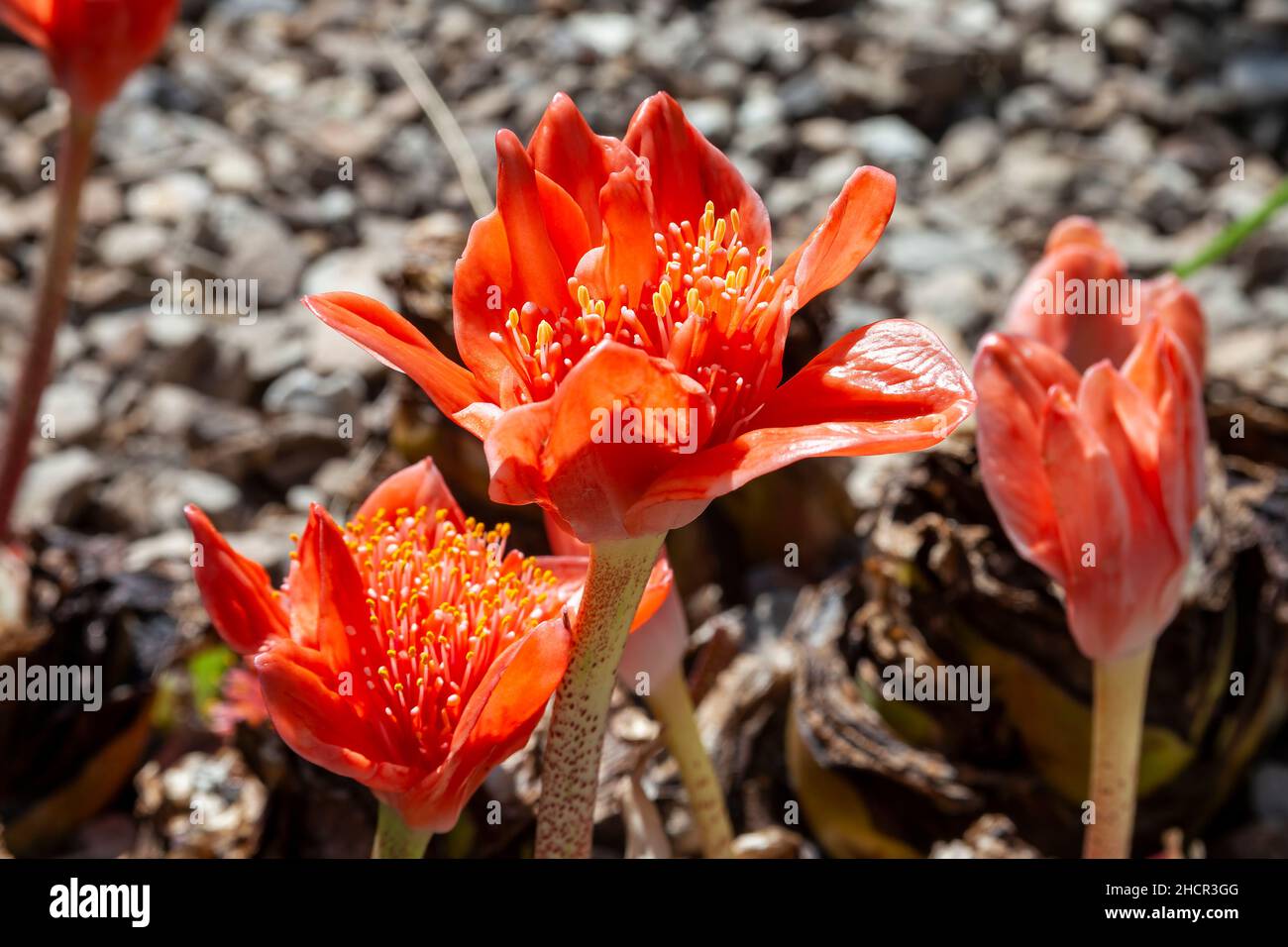 Haemanthus coccineus a red bulbous spring summer perennial summer flower plant commonly known as blood flower, blood lily or paintbrush lily, stock ph Stock Photo