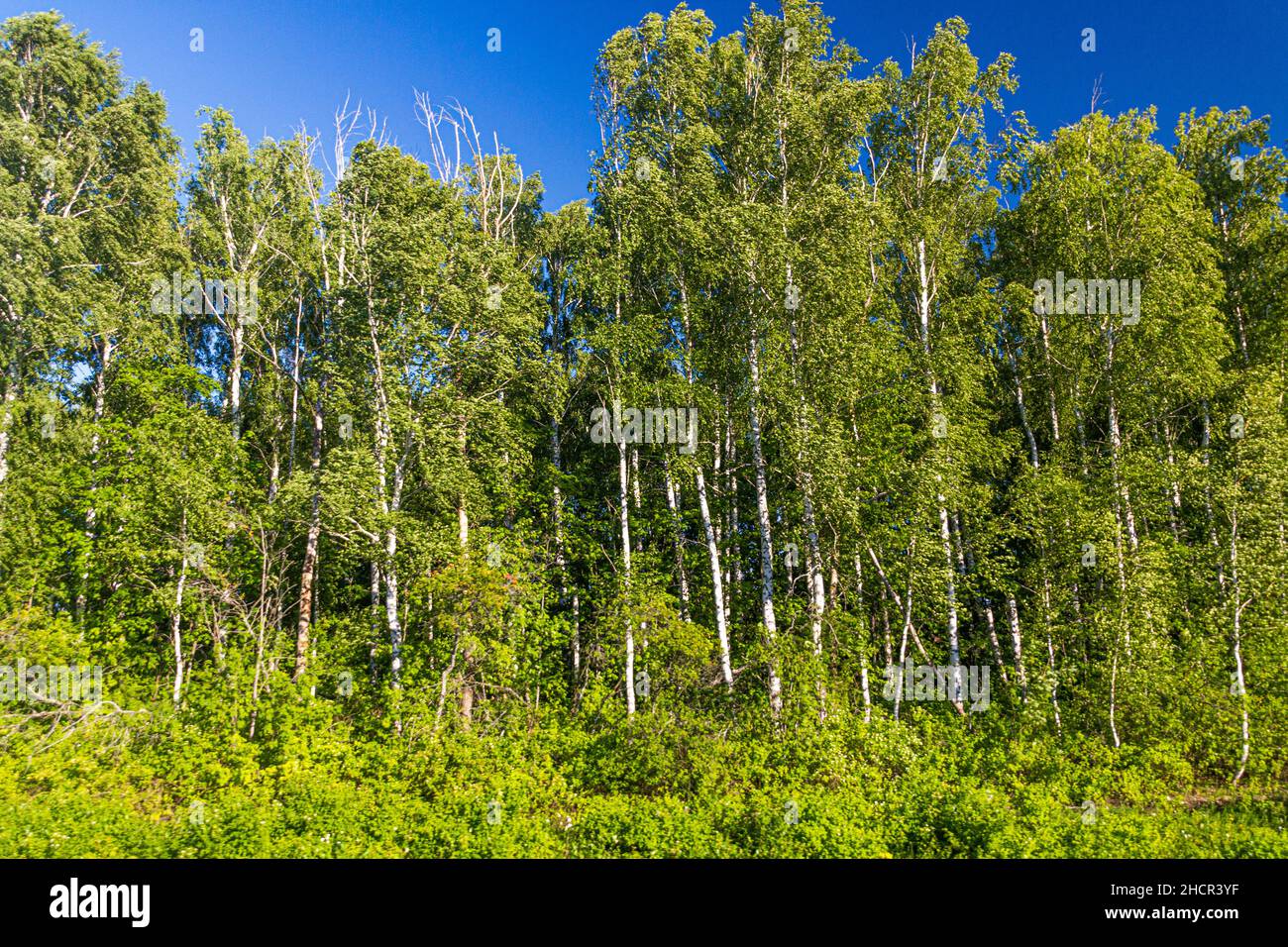 Birch forest russia hi-res stock photography and images - Alamy