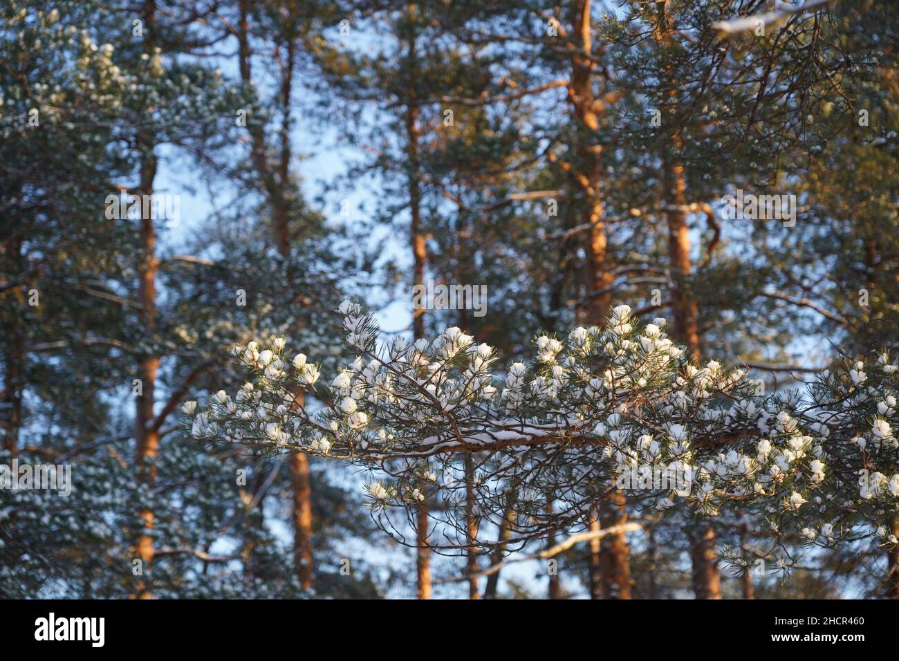 Tall pine trees against a clear blue sky on a sunny winter's day with ...