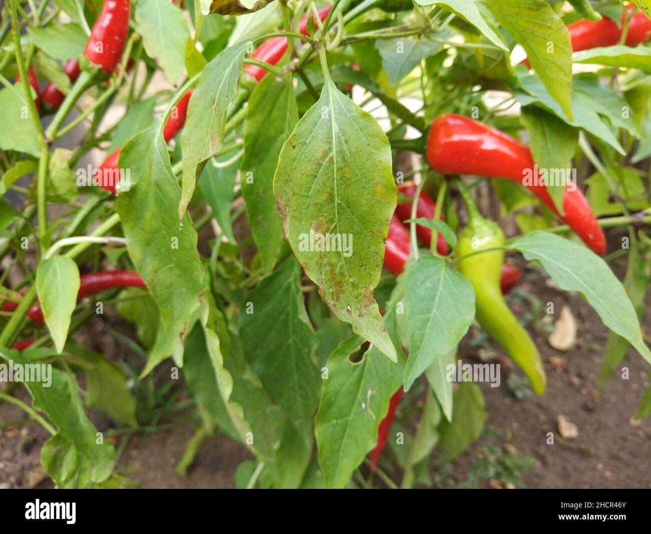 Chili pepper growing on a bushday Stock Photo Alamy