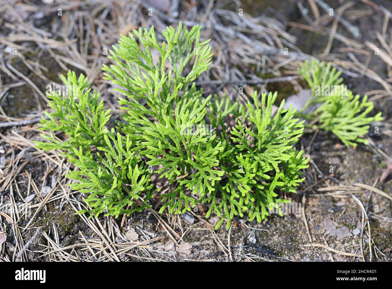 Diphasiastrum complanatum, known as groundcedar, creeping jenny, or northern running-pine, wild plant from Finland Stock Photo