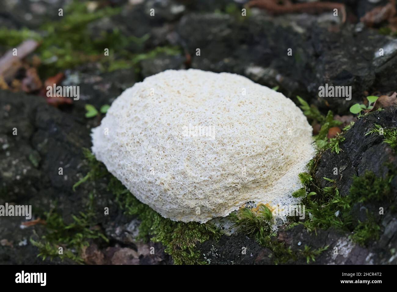 Fuligo septica var. candida, known as scrambled egg slime mold and dog vomit slime mold Stock Photo