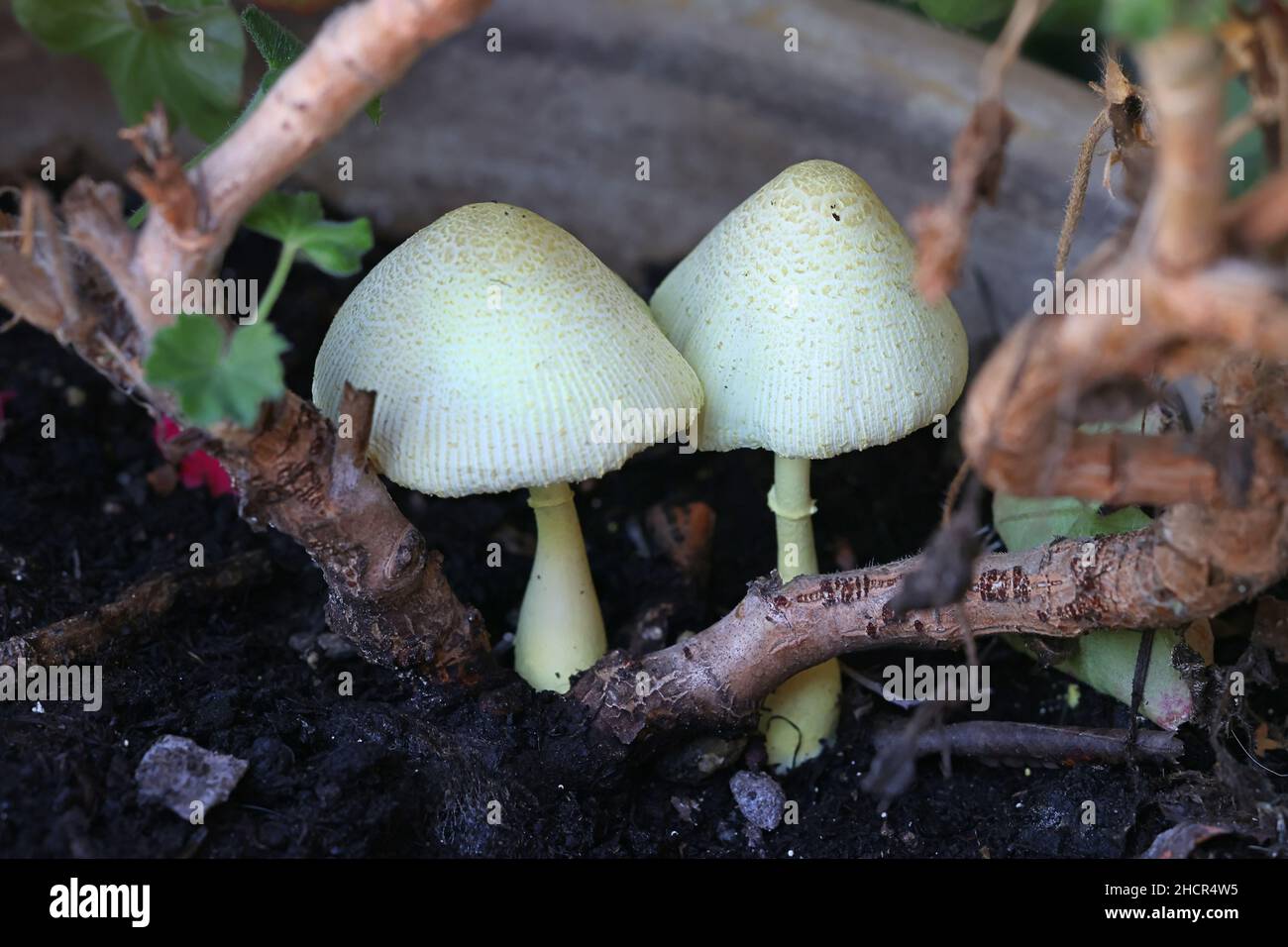 Leucocoprinus birnbaumii, known as  flowerpot parasol or plant pot dapperling, a mushroom growing in plant pots in Finland Stock Photo