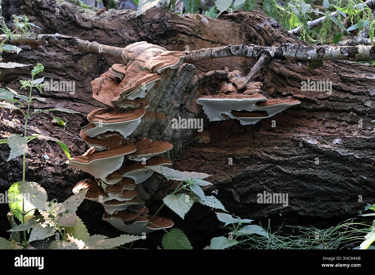 Ganoderma lipsiense, also called Ganoderma applanatum, known as artist's bracket fungus, artist's conk or bear bread, a polypore fungus from Finland Stock Photo