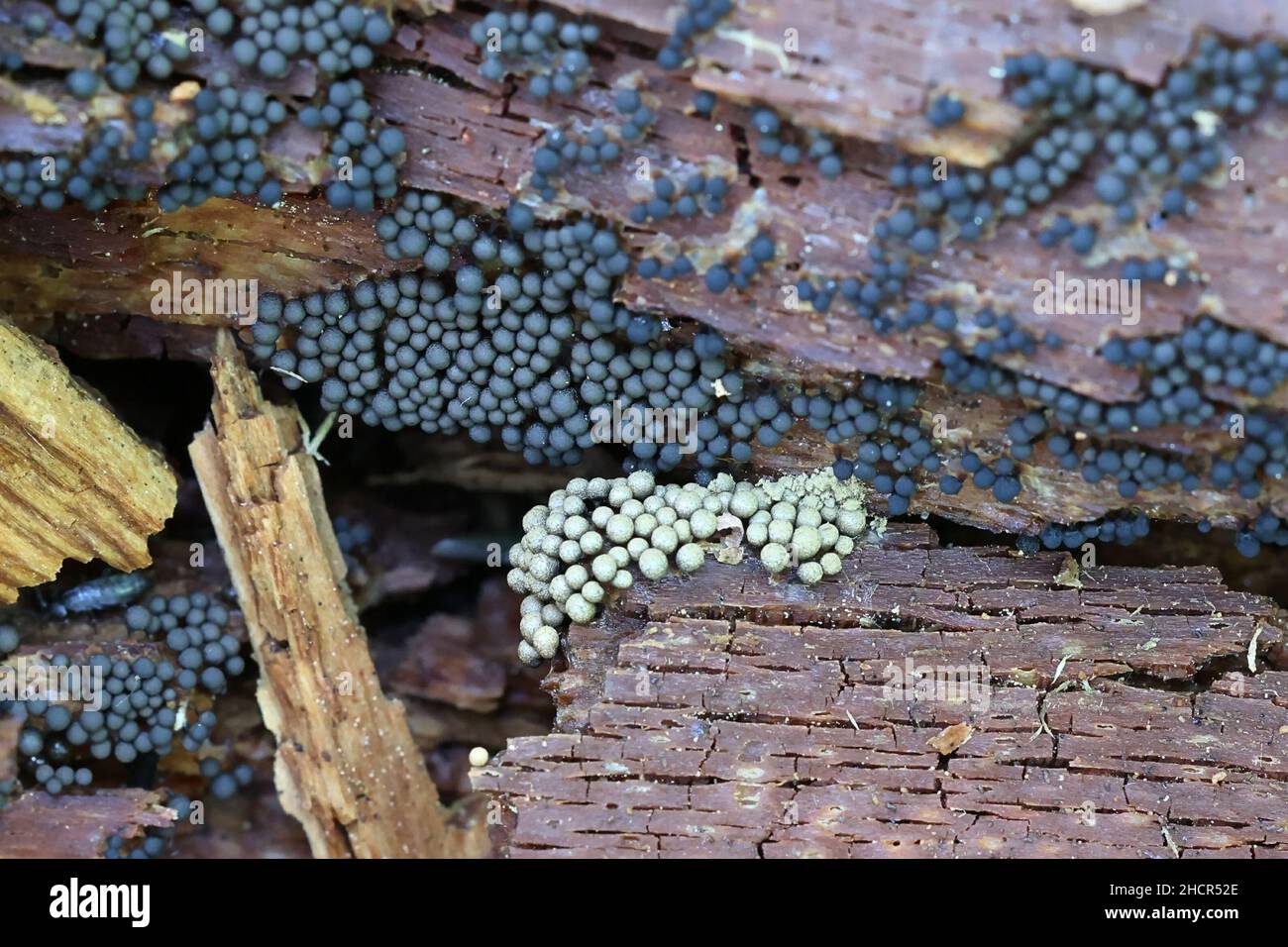 Cribraria argillacea, a slime mold from Finland with no common English name Stock Photo